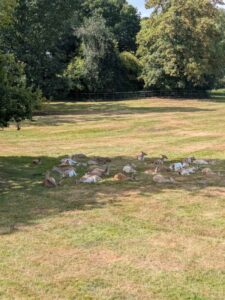 image from the Rams Woerthe Museumhuis in Steenwijk, Aug 2025