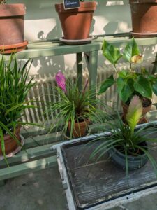 image from the Rams Woerthe Museumhuis in Steenwijk, Aug 2025