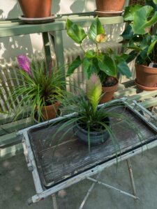 image from the Rams Woerthe Museumhuis in Steenwijk, Aug 2025