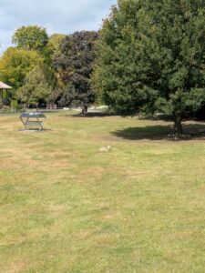 image from the Rams Woerthe Museumhuis in Steenwijk, Aug 2025